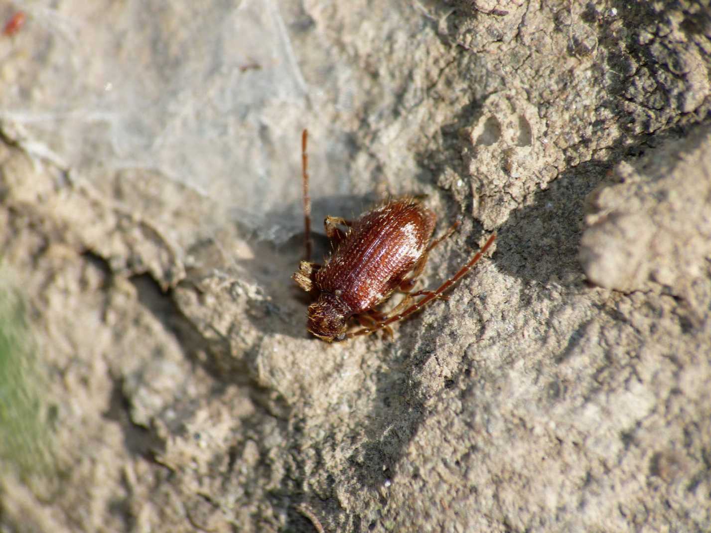 Ptinus cfr. calcarathus e Ptinus cfr. quadripunctatus (Anobiidae Ptininae)